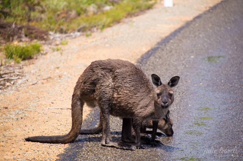 Ein nasses Känguru