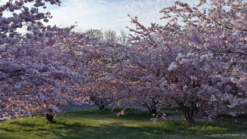 07_Kirschblüten.jpg