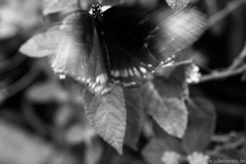 Schmetterling schwarz/weiß