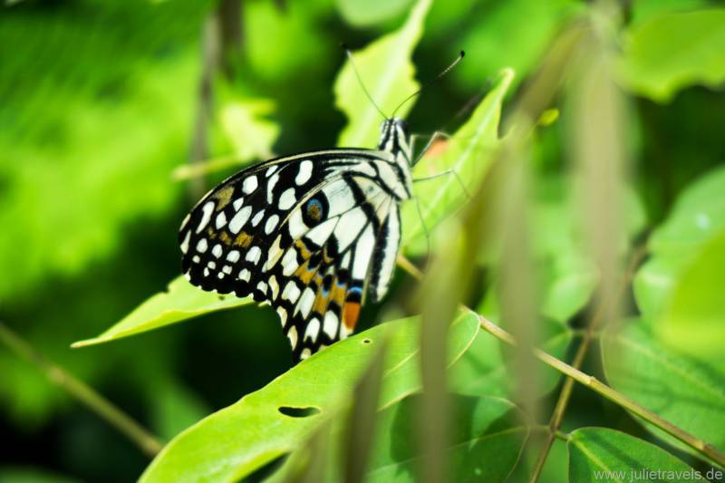 schwarz-weißer Schmetterling