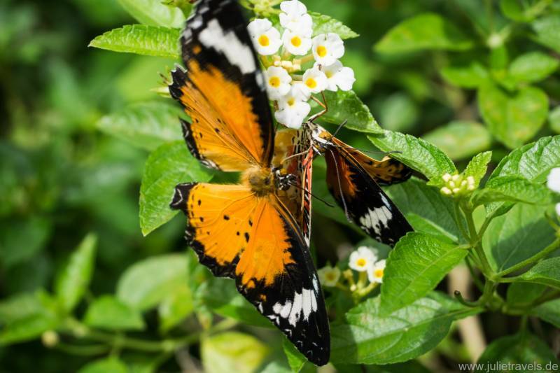 orangener Schmetterling