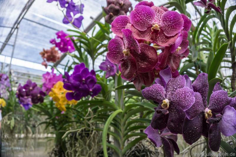 purpurne Orchideen
