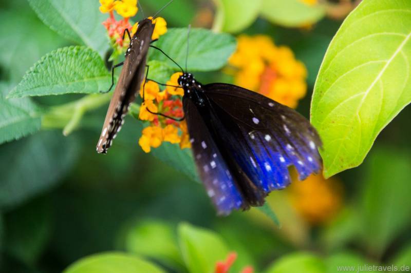blau-schwarzer Schmetterling