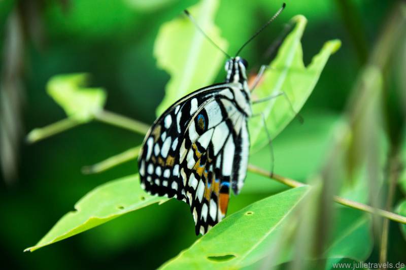schwarz-weißer Schmetterling