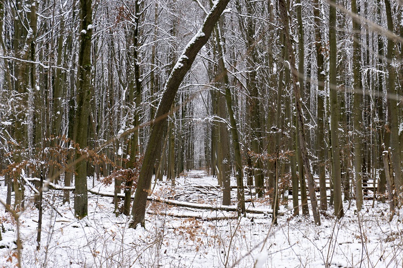 Blick in den verschneiten Wald durch eine Schneise von Bäumen.
